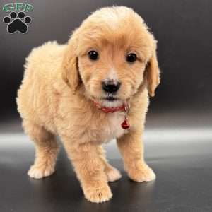 Winston, Mini Goldendoodle Puppy